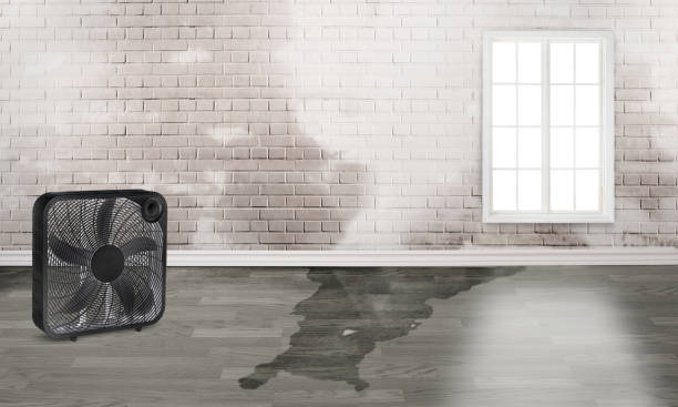 Trusted Starkville, MS Water damage restoration Experts